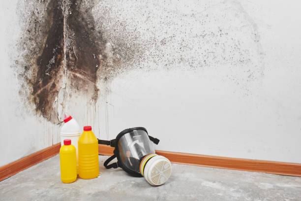 Best Home Mold Removal  in Helemano, HI