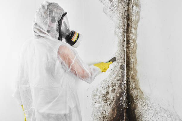 Best Commercial Mold Removal  in Helemano, HI