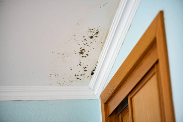 Best Residential Mold Removal  in Helemano, HI