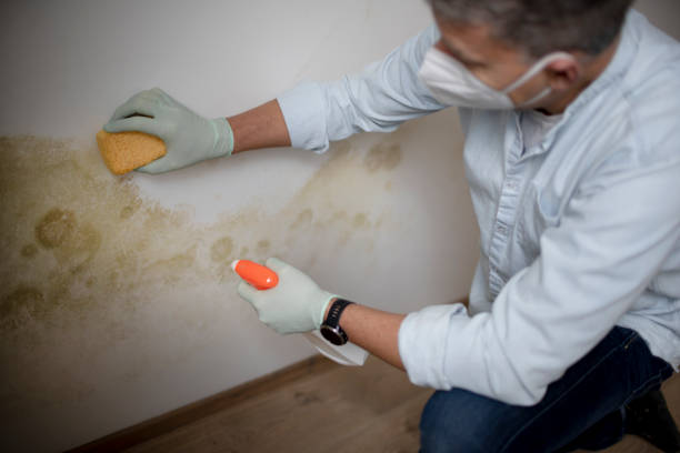 Best Crawl Space Mold Removal  in Helemano, HI