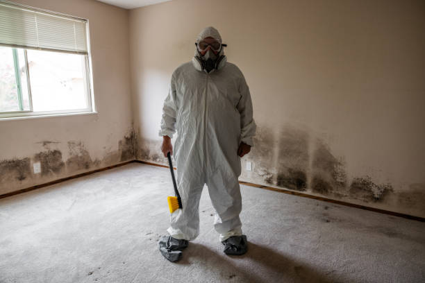 Mold Removal Process in Helemano, HI