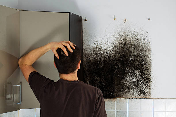 Best Mold Remediation  in Helemano, HI