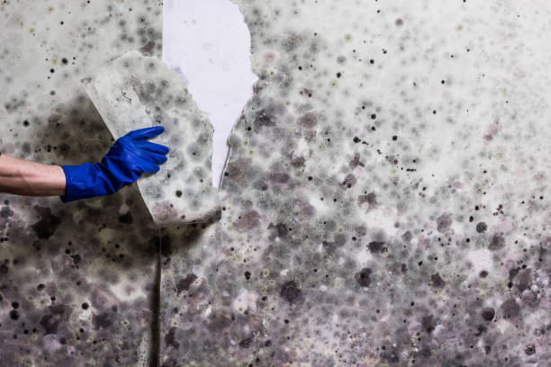 Mold Testing and Removal in Helemano, HI