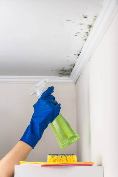 Trusted Helemano, HI Mold Removal Experts