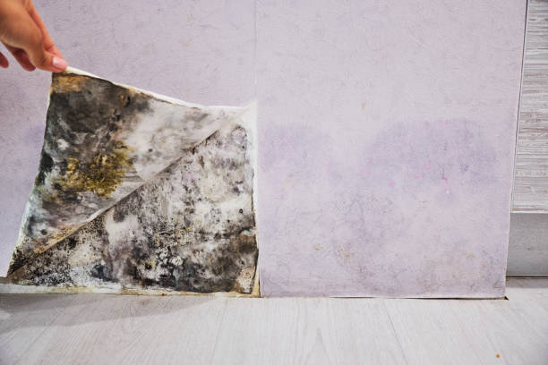 Best Black Mold Removal  in Helemano, HI